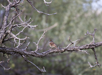 White Throated Sparrow 0100 
